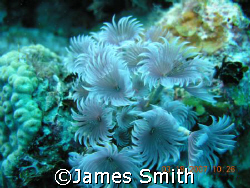 Social Tube Worms, Grand Turk, taken with a Nikon 8800 ca... by James Smith 